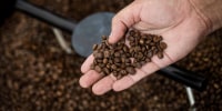 A hand holding coffee beans