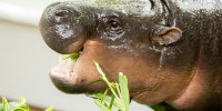 Moo Deng, World Famous Pygmy Hippo, Celebrates First Birthday