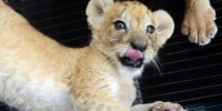 Newborn Lion And Tiger Cubs At Qingdao Zoo