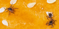 Male and female adult blacklegged ticks, Ixodes scapularis, on a sesame seed bun to demonstrate relative size.