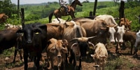 A ranch worker drives cattle to a corral 