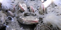 Dense aggregation of vesicomyid bivalves in the sediment at 5743 meters at Clam Bed.