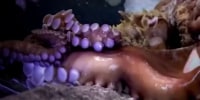 octopus wild animal aquarium