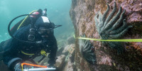 Sea Star Disease