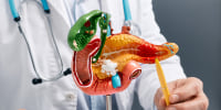 An anatomical medical model of a pancreas.