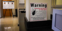 Tick photos.