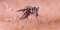Aedes Eegypti.