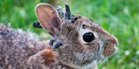 Eastern Cottontail rabbit, with the papilloma virus