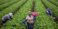 strawberry harvest farming california