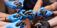 Tortoise Babies
