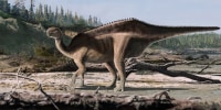An artist’s impression of the Istiorachis macarthurae.