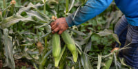 A worker harvests corn at Yakama Nation Farms in Wapato, Wash., on July 31, 2025. 