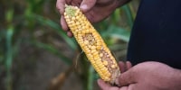 An ear of corn with patchy kernels