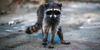 A raccoon