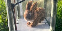 Python Hunting Robot Rabbits