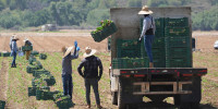 Farm workers gather produce 