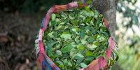 coca leaves