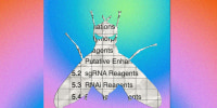 Photo illustration of a fruit fly silhouette "cut out" of a colorful gradient 