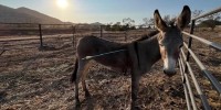 A wild donkey was shot by an arrow in Moreno Valley, as seen on Sept. 10, 2025.