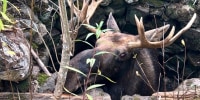Trapped Moose rescue from well