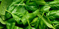 Fresh spinach leaves close up.