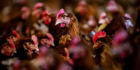 Poultry Farm Operations As Egg Prices Soar