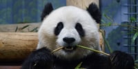 Pandas At National Zoo In Washington DC