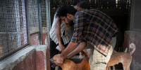 Dulari Animal Care Centre houses 200 stray dogs along with the occasional cats and monkeys who are brought in injured to the shelter. 