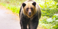 A brown bear walking