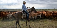 A person on a horse holds a lasso near cattle on a farm