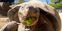 Gramma the Galápagos tortoise at San Diego Zoo.
