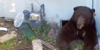 Bear under Altadena home showing no signs of leaving