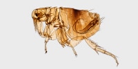 Flea Morphology