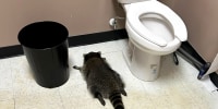 The raccoon was found passed out on the bathroom floor on Saturday morning.