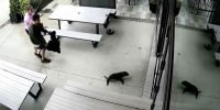 Security footage of a seal entering a bar