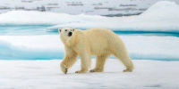 A polar bear walking on pack ice in Svalbard