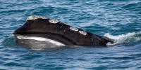 A North Atlantic right whale peeks above the ocean surface