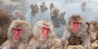 Japanese Macaques or Snow Monkeys, Japan