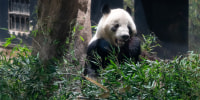 Giant panda Xiao Xiao eats bamboo on his final public viewing day at Ueno Zoological Gardens in Tokyo, Japan, on January 25.