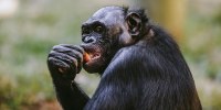 A bonobo eats an orange.