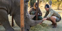 A man holds onto a rhino's horn while crouching on the ground. Several other men look on. 