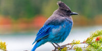 Steller's jay blue bird sitting on a branch at Mount Rainier National Park, Washington.