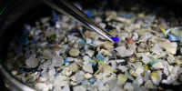 A researcher examines microplastic fragments collected from seawater samples.