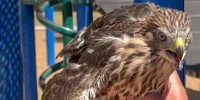 In June 2025, Cesar Gustavo Diaz, 25, of Watts, captured a juvenile Cooper’s hawk at Amelia Mayberry Park in South Whittier. 
