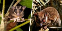 The pygmy longfingered possum (Dactylonax kambuayai), and the ring-tailed glider (Tous ayamaruensis), two marsupial species previously thought to be extinct.