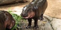 A Thai man broke into the zoo enclosure of Moo Deng, an endangered baby pygmy hippo and viral internet sensation, police said on March 18, 2026, as the zoo filed a trespassing complaint. 