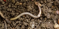 Asian Jumping Worm.