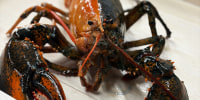 Two Colored Lobster