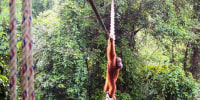 Indonesia Orangutans