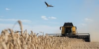 Ukrainian Farmers Harvest New Wheat Crops Whilst War Blocks Exports